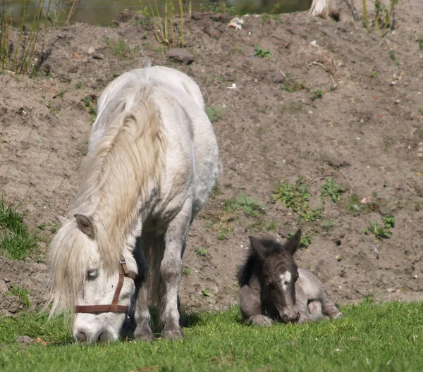 Day Old Foal — Stock Photo, Image