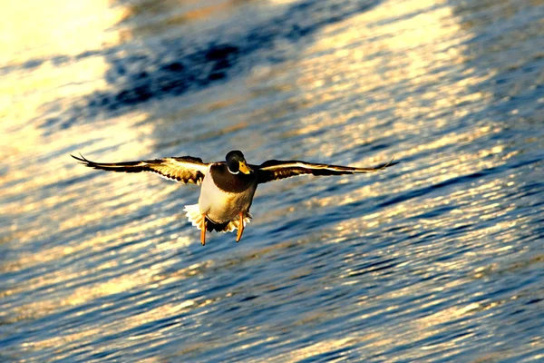 Vacker Utsikt Över Vacker Fågel Naturen — Stockfoto