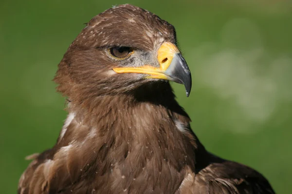 Malerischer Blick Auf Den Majestätischen Steinadler Wilder Natur — Stockfoto