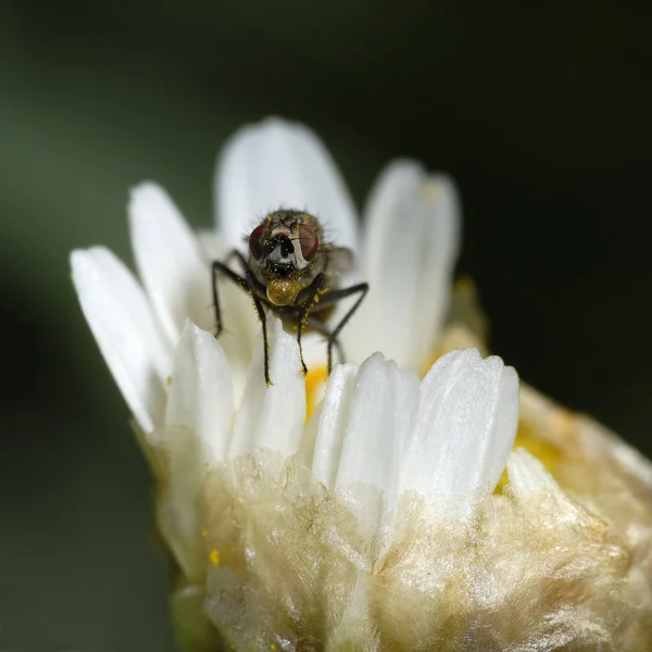 Vue Rapprochée Insecte Nature — Photo