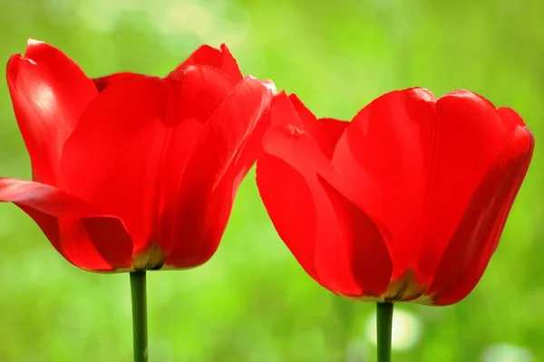 Tulipanes Rojos Jardín — Foto de Stock