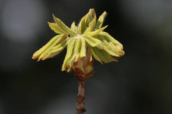 Schöne Botanische Aufnahme Natürliche Tapete — Stockfoto