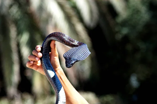 cobra snake, dangerous snake venom