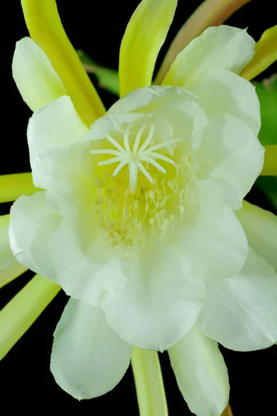 Kaktus Tropische Pflanze Flora — Stockfoto