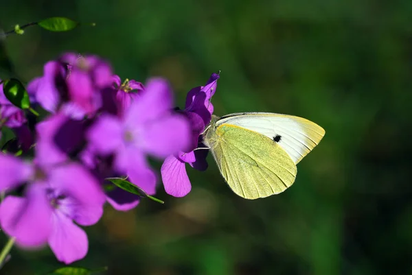 环境和昆虫中的白色蝴蝶 — 图库照片