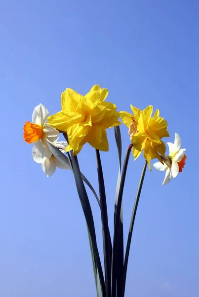 Wiosenny Kwiat Piękny Narcyz — Zdjęcie stockowe