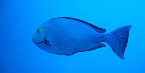 Espinho Negro Surgeonfish Acanthurus Mata — Fotografia de Stock