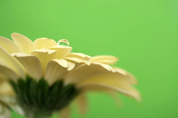 Gerbera Flower Petals Flora — Stock Photo, Image