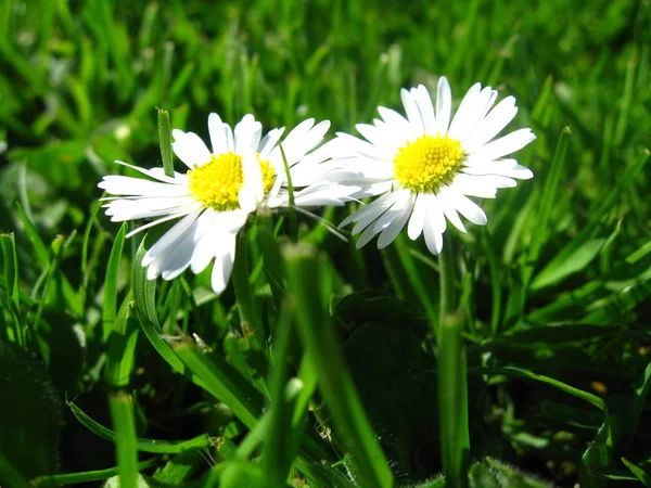 Image Daisy Full Bloom — Stock Photo, Image