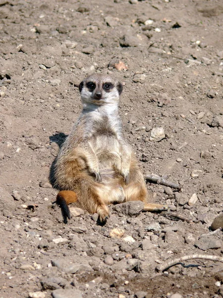 Vida Selvagem Meerkat Suricata Suricatta — Fotografia de Stock