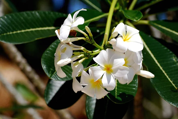 Frangipani Plumeria Лепестки Цветов — стоковое фото