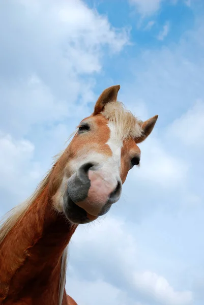 Pferde Tagsüber Freien — Stockfoto