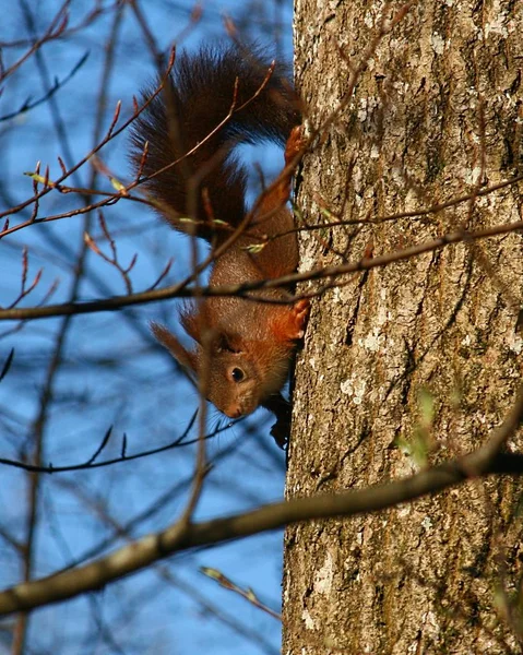 Entzückendes Eichhörnchen Tier Nagetier — Stockfoto