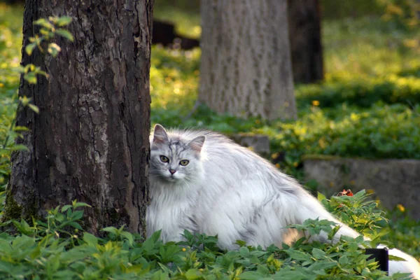 Şirin Bir Kedinin Portresi — Stok fotoğraf