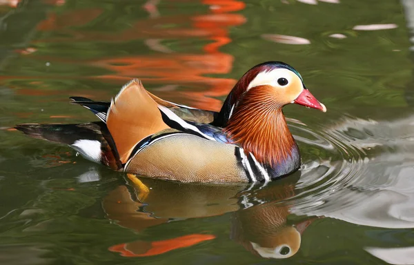 Vuelo Observación Aves Pato Naturaleza Salvaje — Foto de Stock