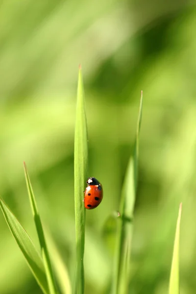 Close Zicht Van Kleine Lieveheersbeestje Insect — Stockfoto