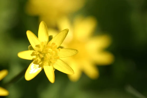 Bellissimi Fiori Sfondo Concetto Floreale — Foto Stock