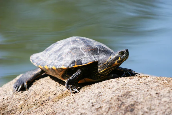 Tropische Schildpad Dier Natuur Fauna — Stockfoto