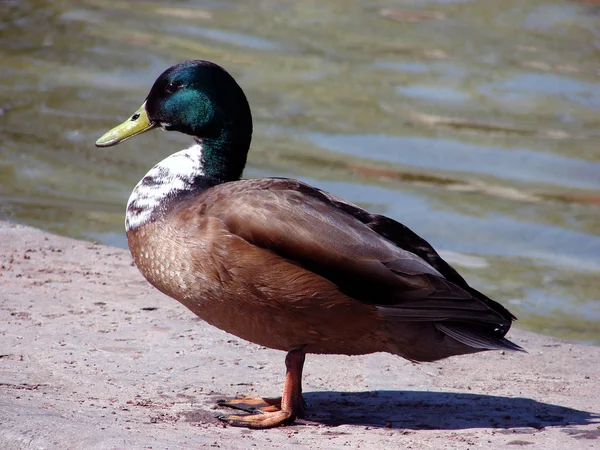 Vacker Utsikt Över Vacker Fågel Naturen — Stockfoto