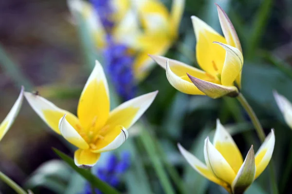 Vacker Utsikt Över Naturliga Tulpan Blommor — Stockfoto