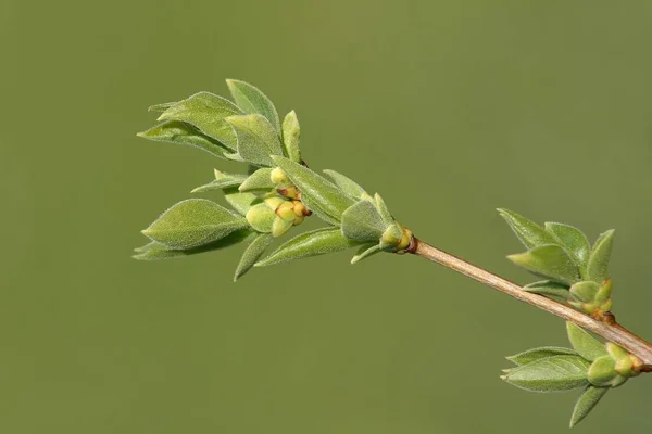 Appelbloesem Bomen Bloemblaadjes — Stockfoto