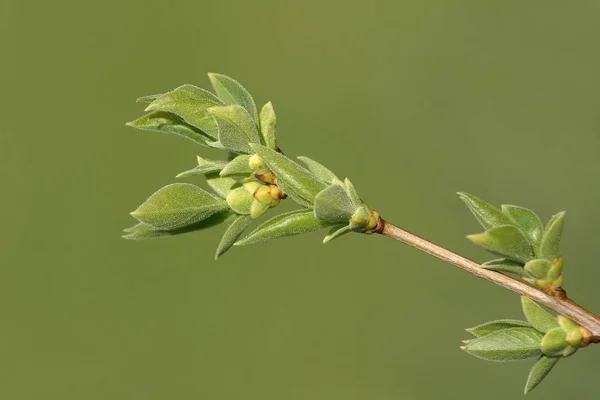 苹果树 花花瓣 — 图库照片