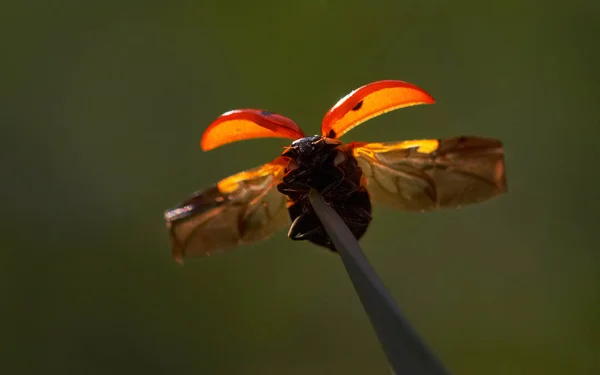 Primer Plano Error Naturaleza Salvaje — Foto de Stock