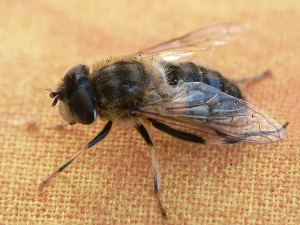 Μέλισσα Της Κοπριάς Ανήκει Στην Οικογένεια Των Μυγών Διαδικασία Πτήση — Φωτογραφία Αρχείου