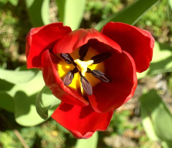 Tulipas Flores Pétalas Flora Primavera — Fotografia de Stock