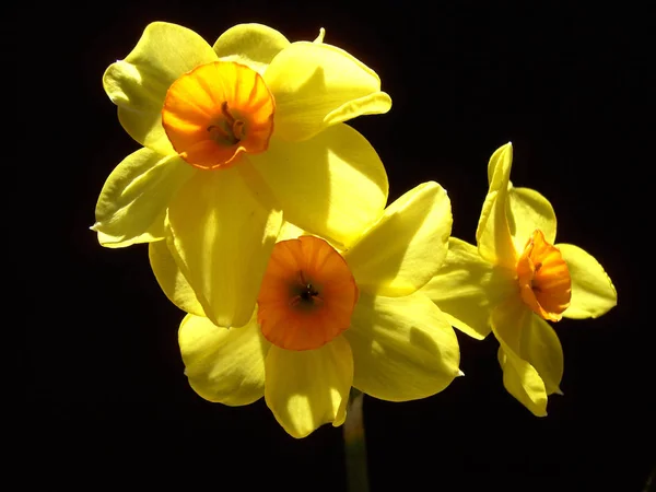 Narcis Jarní Okvětní Lístky Flóra — Stock fotografie