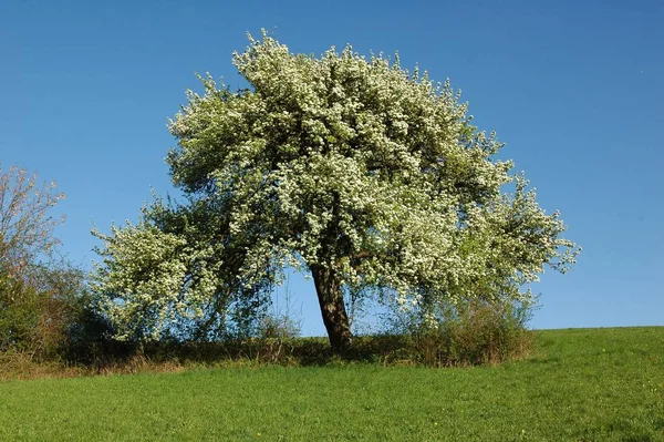 Весняна Ялинка Флора Листя — стокове фото