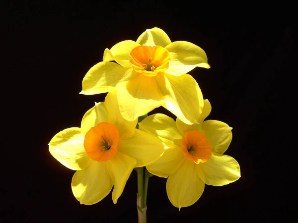 美しい春の花ダフォディ ナルキッソス — ストック写真