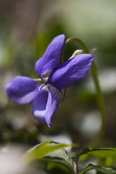 Perto Uma Flor Croco Roxo — Fotografia de Stock