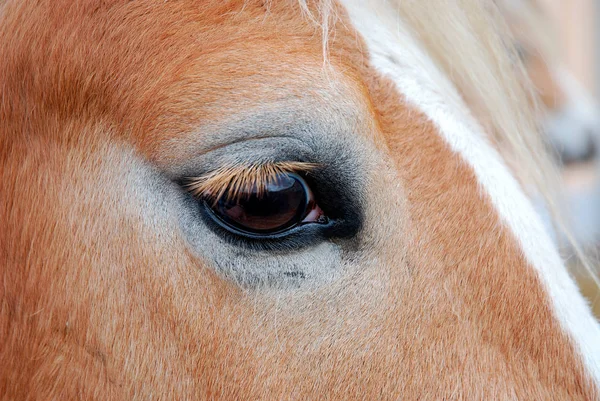 Hästar Utomhus Dagen — Stockfoto