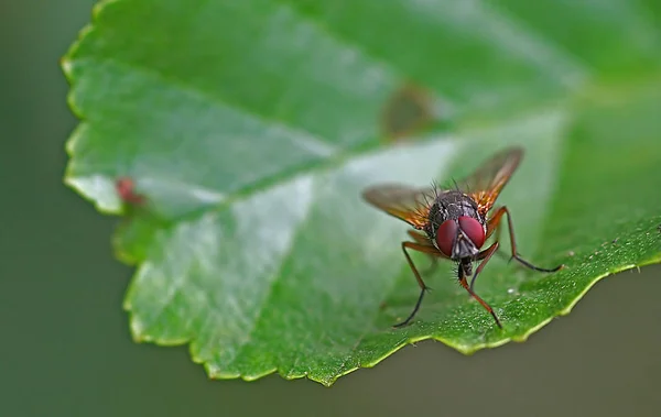 Close Bug Natureza Selvagem — Fotografia de Stock