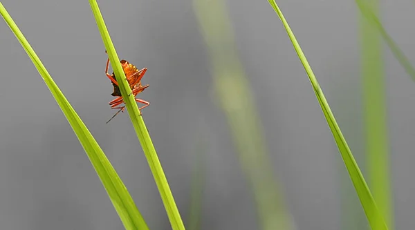 Ninfa y golfo torrent fotos de stock, imágenes de Ninfa y golfo torrent