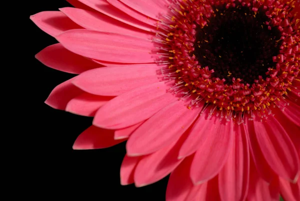 Vörös Gerbera Virág Részletei — Stock Fotó