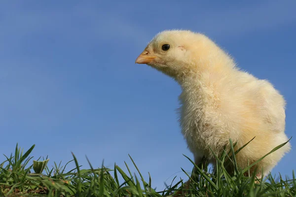 Цыпленок Траве — стоковое фото