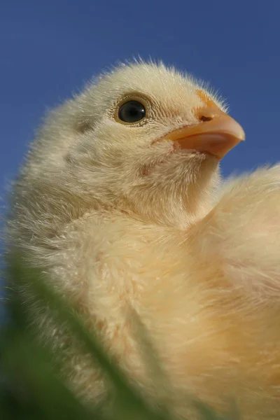 Κοντινό Πλάνο Ενός Νεοσσού Κοτόπουλου — Φωτογραφία Αρχείου