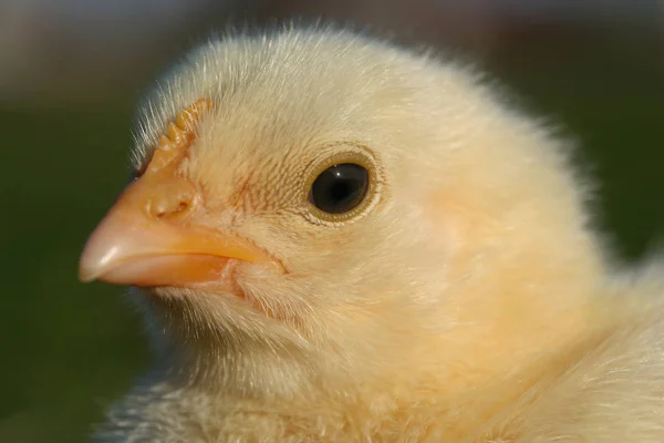 Endet Eine Große Liebe — Stockfoto