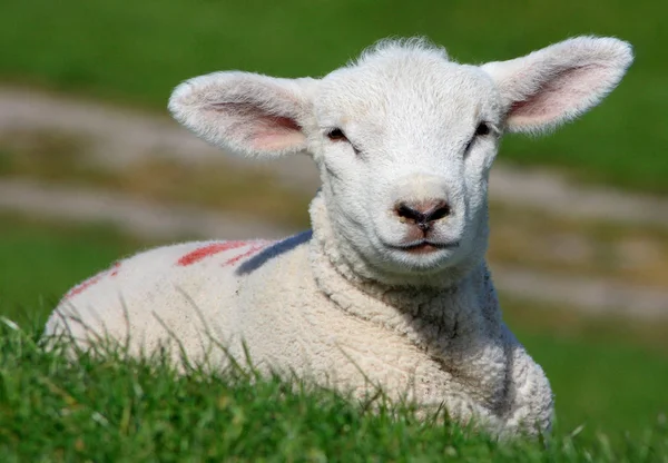 草地上的白羊 — 图库照片