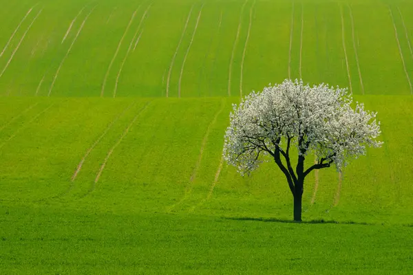 Kvetoucí Třešeň Kvetoucí Květy — Stock fotografie