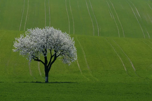 Bloeiende Kersenboom Bloemen — Stockfoto