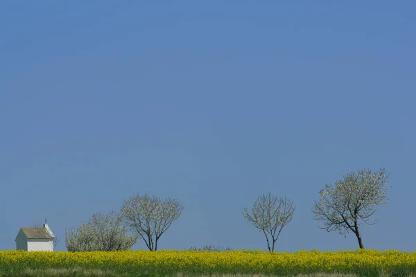 Cappella Con Campo Colza Ciliegi — Foto Stock