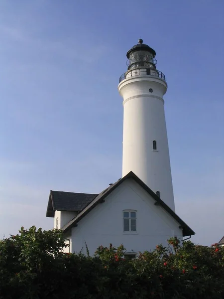 Rose Hip Hedge Lighthouse — Stock Photo, Image