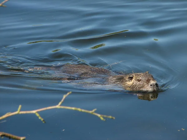 Nutrie Zvíře Přírodě Myocastor Coypus — Stock fotografie