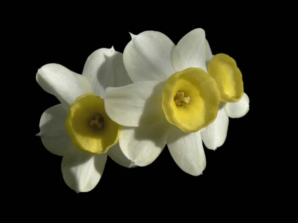 Średnica Poszczególnych Kwiatów Około Ndwarf Narcissus 039 — Zdjęcie stockowe