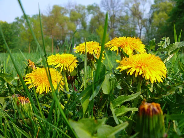 Closeup View Natural Dandelion Flower — Stock Photo, Image