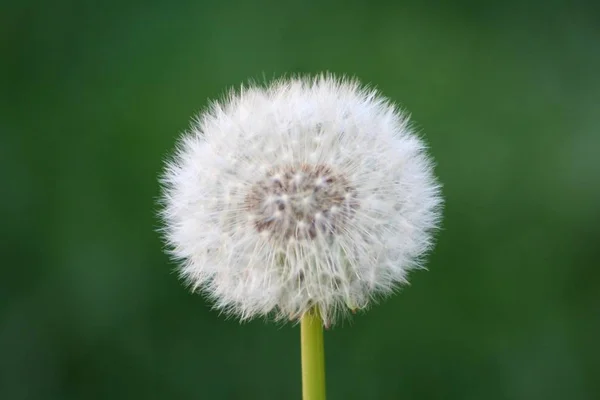 Closeup View Natural Dandelion Fleur — Photo