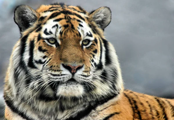 Szibériai Tigris Csíkos Állat — Stock Fotó